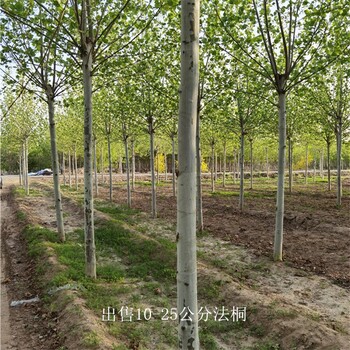 四川內(nèi)江法桐產(chǎn)地,好養(yǎng)易活