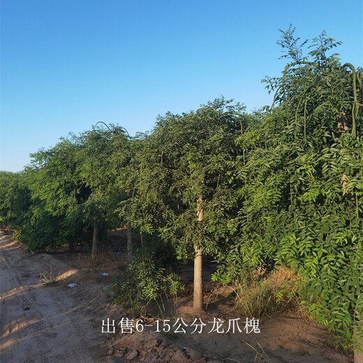 公路綠化-世澤園林-分枝點均勻-龍爪槐產地
