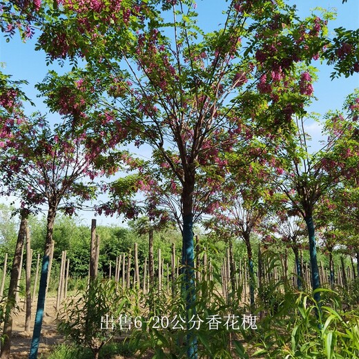 湖南娄底香花槐树苗,红花槐