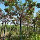 新疆香花槐圖