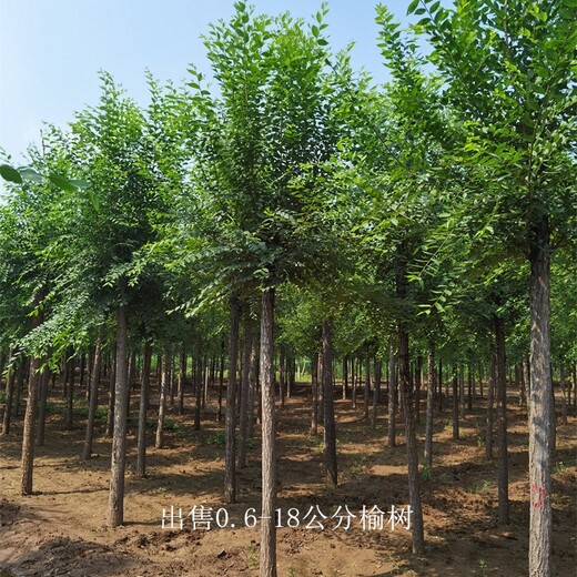 貴州貴陽榆樹
