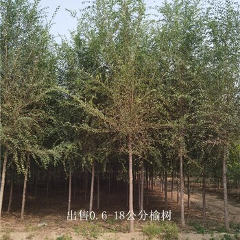 世澤園林-苗圃供應-榆樹基地-開具檢疫-高存活率