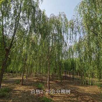 16公分柳樹價(jià)格-柳樹價(jià)錢-起苗裝車-工程