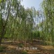 3公分柳樹圖