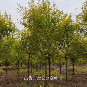 世澤園林-工程苗木-叢生金葉榆-產地優勢-易成活