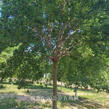 貴州黔南五角楓產地,元寶楓