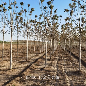 世泽园林,14公分臭椿,根系发达,植株健壮