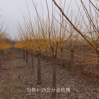 新疆博爾塔拉金枝槐,金枝國槐
