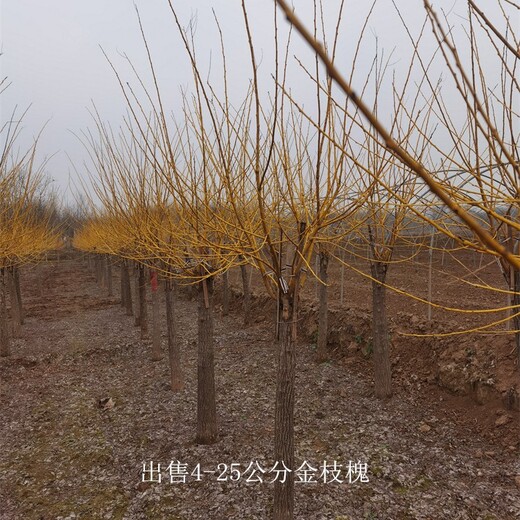 云南迪慶金枝槐出售,樹大型好