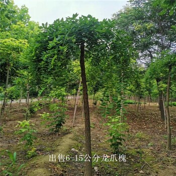 世澤園林-苗圃基地-龍爪槐種植-大冠幅-鮮活易養