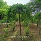 內(nèi)蒙古龍爪槐圖