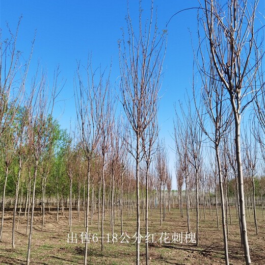 安徽7公分紅花刺槐樹(shù)苗,紅花洋槐