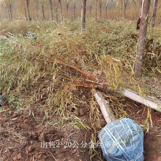 新疆石河子金絲垂柳基地