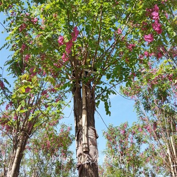 重庆沙坪坝香花槐产地,红花槐