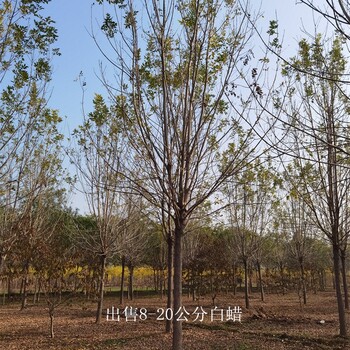 9公分白蠟出售,樹形美觀