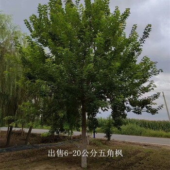 新疆五家渠五角楓產(chǎn)地,叢生五角楓