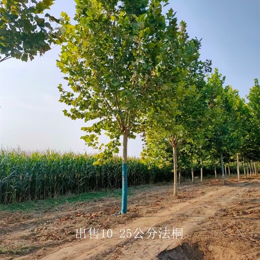 出售法桐-15公分法桐價(jià)格-以樹(shù)結(jié)緣-景觀工程