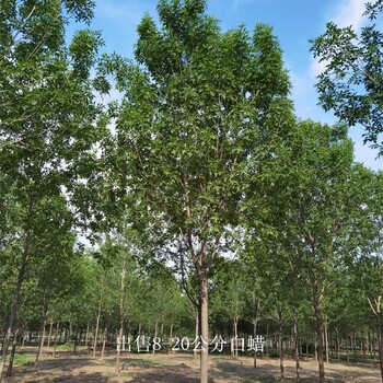 景觀苗木-世澤園林-技術指導-14公分白蠟