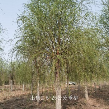 世澤園林-基地出售-大垂柳-品種優(yōu)良-開具檢疫