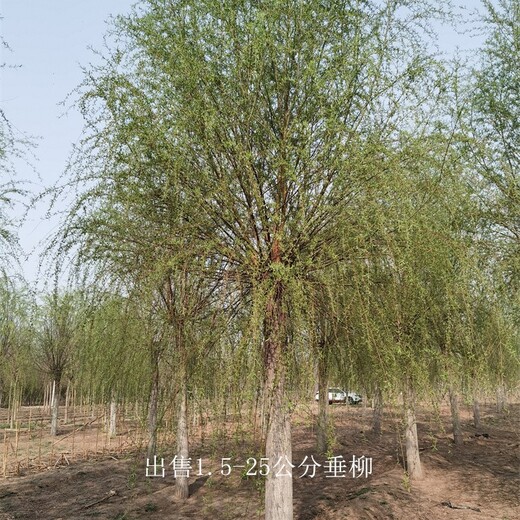 垂柳-園林觀賞-世澤園林-主打產(chǎn)品-種類多樣
