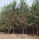 榆樹圖