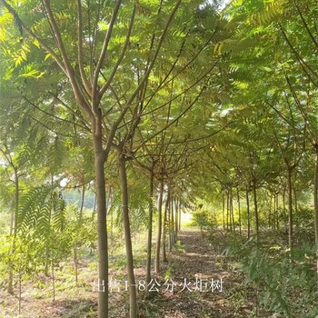 世澤園林-種植基地-火炬樹(shù)-無(wú)病蟲(chóng)害-冠幅飽滿(mǎn)