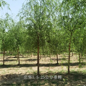 福建三明垂柳樹