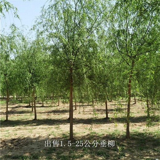 安徽合肥垂柳樹,青皮垂柳