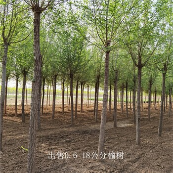 湖北天門榆樹,規(guī)格全