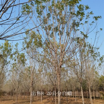 景觀苗木-世澤園林-技術指導-14公分白蠟
