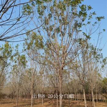 重庆丰都白蜡价格,景观苗木