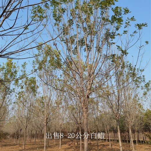 內(nèi)蒙古通遼白蠟,景觀苗木