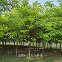 四川甘孜7公分刺槐報(bào)價(jià),洋槐樹(shù)