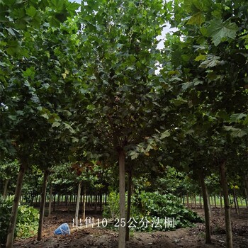 20公分法桐出售,好養易活