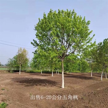 云南曲靖五角楓供應,叢生五角楓