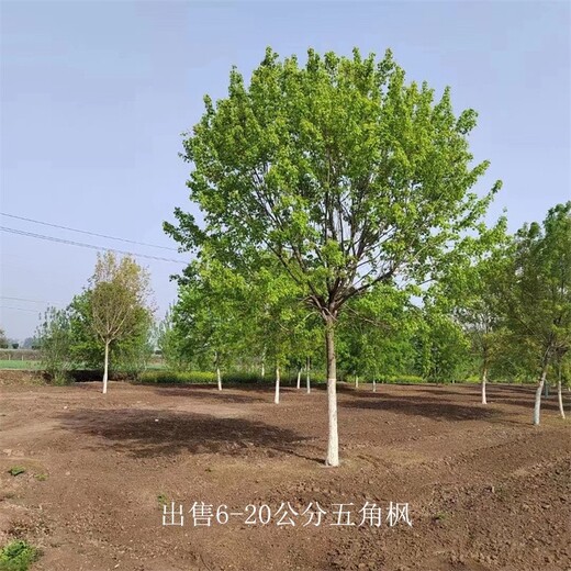 五角楓圖片-信譽-園林苗木