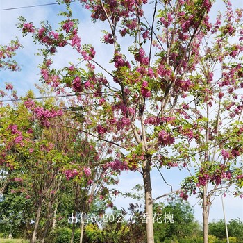 江西景德镇香花槐供应,质量优良