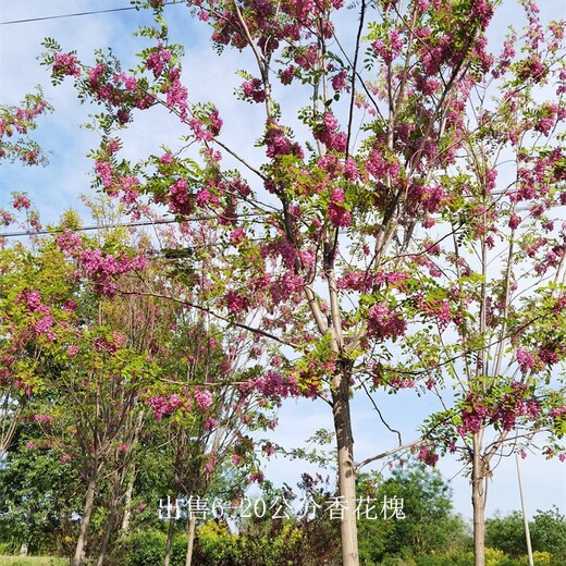 江苏泰州香花槐,红花槐