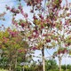 怒江香花槐圖