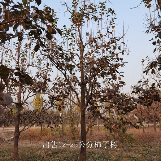 重慶豐都柿子樹出售,磨盤柿子樹