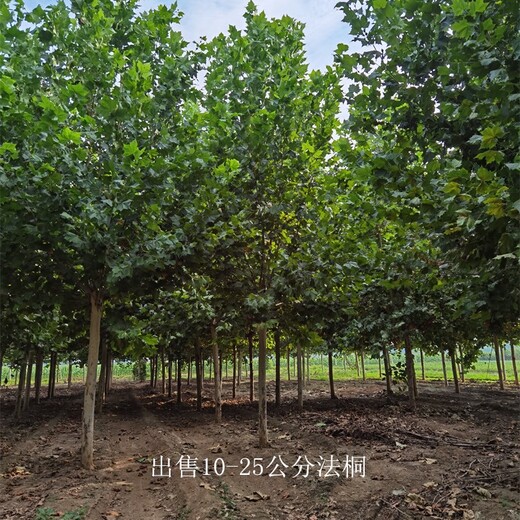 新疆博爾塔拉法桐,好養(yǎng)易活