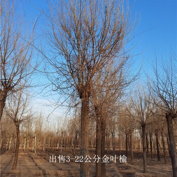 新疆伊犁金葉榆,黃葉榆