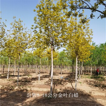 世澤園林-公路綠化-十公分金葉白蠟-一站式采購