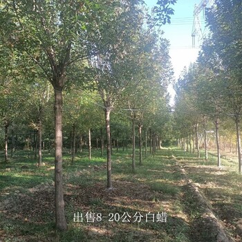 世澤園林-長(cháng)期銷(xiāo)售-10公分白蠟-多種規格