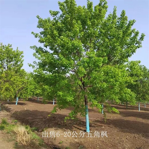9公分五角楓樹苗,叢生五角楓