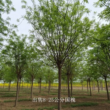 湖北襄陽國槐報價,金枝國槐