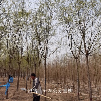 云南普洱垂柳基地