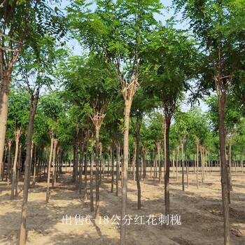 重庆南川7公分红花刺槐,红花洋槐