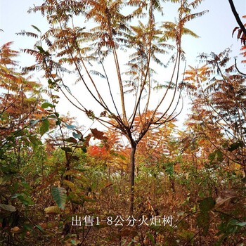 山西朔州火炬樹(shù)基地,適應性廣