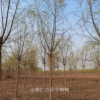 安徽宿州柳樹(shù)出售